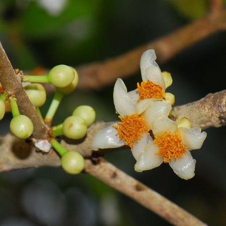 ต้นสารภี