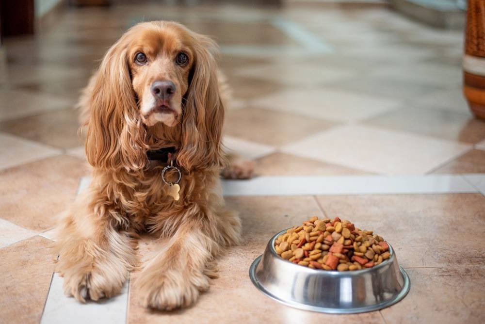 4 เทคนิคในการเลือกซื้อ อาหารหมา เพื่อให้น้องหมาได้รับสารอาหารแบบเต็ม ๆ