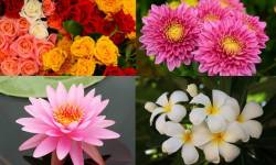 12 ดอกไม้ แห่งความรัก ความหมายดี