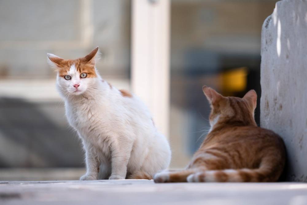 “เชื้อราแมว”  โรคภัยที่แม้กระทั่งทาสแมวก็ติดได้ ต้องระมัดระวังให้มาก!