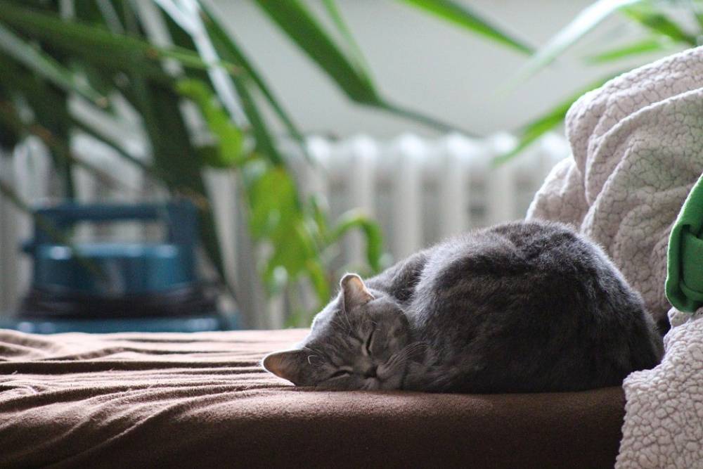 8 วิธีเลี้ยงแมวในบ้าน เลี้ยงดูอย่างไรให้น้องแมวมีความสุขมากที่สุด