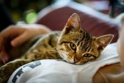 10 วิธีที่แสดงว่าน้องแมวบอกรักเจ้าของ มีพฤติกรรมแบบไหนบ้าง ทาสแมว รีบเช็คเลย!