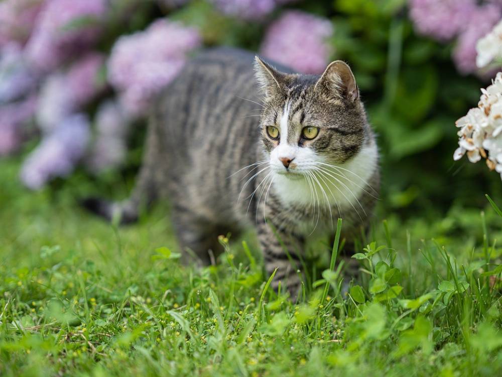 5 เทคนิค ป้องกันแมวฉี่ - อึ ในบริเวณบ้าน ช่วยลดปัญหากลิ่นเหม็นไม่พึงประสงค์