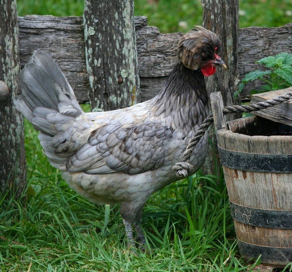 ไก่โปแลนด์ ไก่ที่มีขนปุกปุย สวยงามและน่ารัก เลี้ยงเพื่อสร้างรายได้เสริม