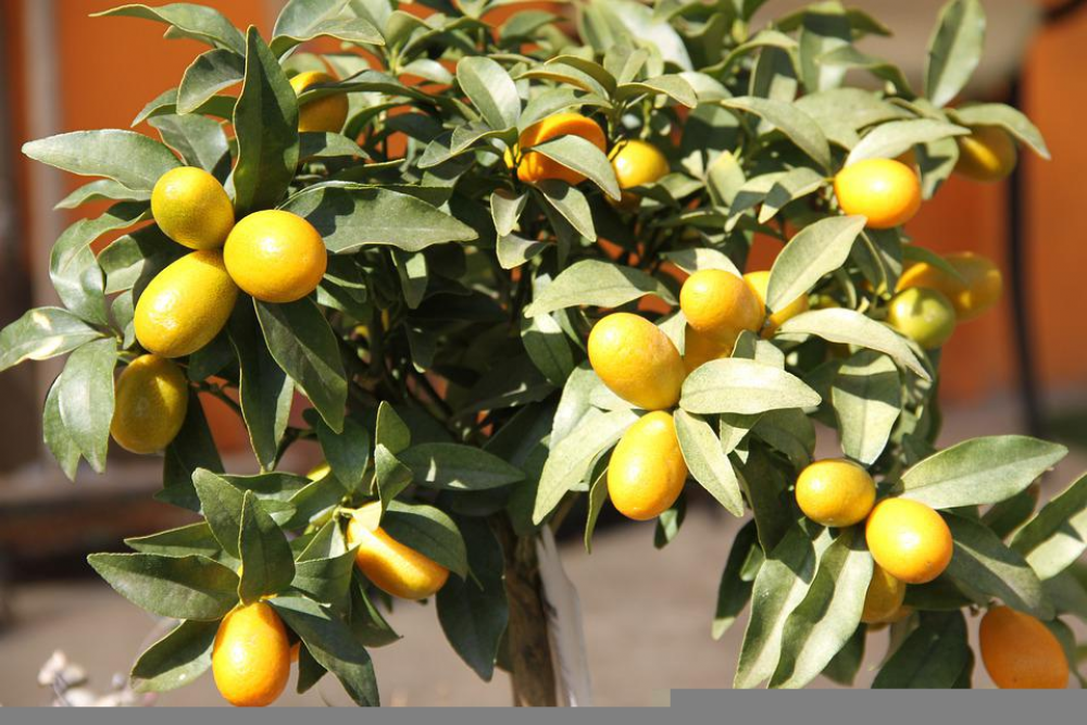 ต้น ส้มจี๊ด ปี 2022 ปลูกพันธุ์ไหนดี เสริมฮวงจุ้ยบ้าน เพิ่มดวงการเงิน