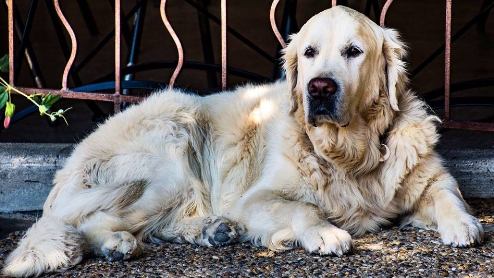 4 สายพันธุ์สุนัข ที่ค่าตัวแพงมากที่สุดในโลก ปี 2021
