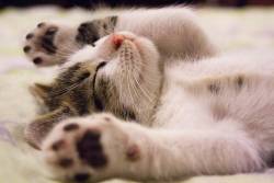 8  สิงหาคม “วันแมวโลก” World Cat Day มีที่มาอย่างไร เช็คเลย!