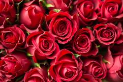 “กุหลาบ” ราชินีดอกไม้ เป็นต้นไม้มงคลและเป็นสัญลักษณ์แทนความรัก