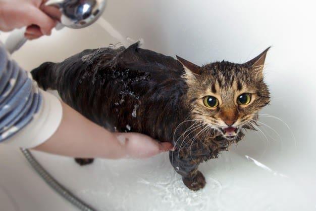 วิธีอาบน้ำแมว 