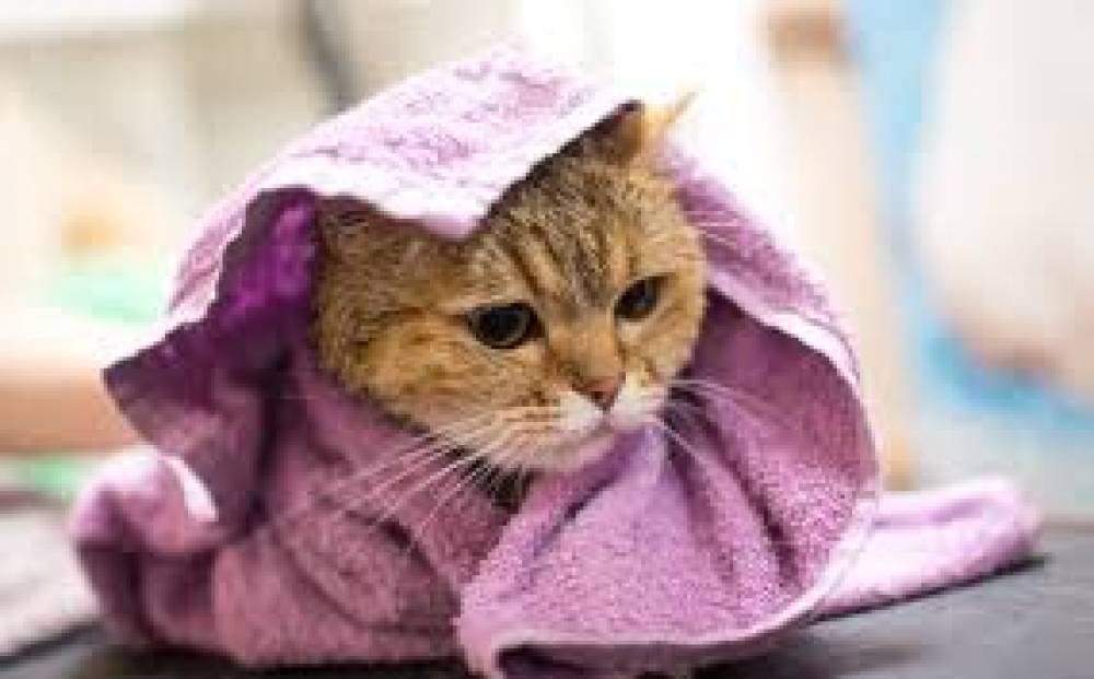 วิธีอาบน้ำแมว ที่ถูกต้อง อาบแล้วตัวน้องแมวจะสะอาดและมีกลิ่นหอม