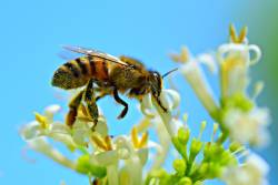 20 พฤษภาคม “วันผึ้งโลก” แมลงเศรษฐกิจที่สร้างคุณประโยชน์มากมาย