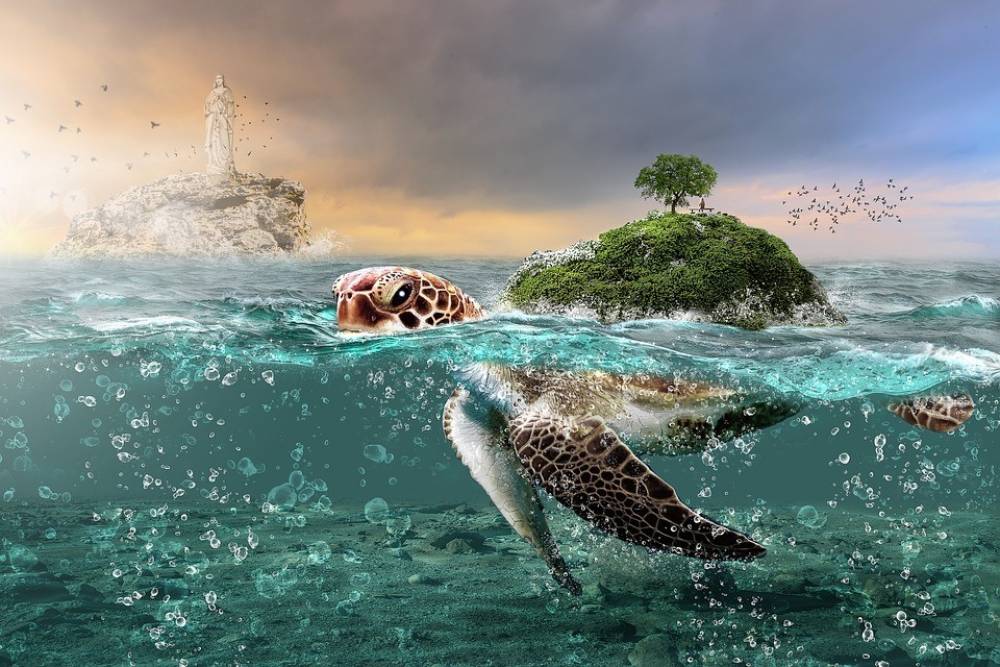 23 พฤษภาคม “วันเต่าโลก” World Turtle Day  ร่วมแรงร่วมใจอนุรักษ์เต่าทะเล