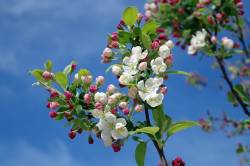 8 พรรณไม้หอม ดอกไม้หอม ฟุ้ง จะปลูกเพื่อจัดสวนหรือปลูกในบ้าน ได้ทั้งหมด
