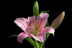 5 ดอกไม้มีกลิ่นหอม เพิ่มความสดชื่น ช่วยผ่อนคลายความตึงเครียด