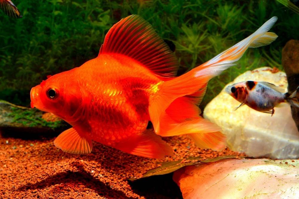 6 สายพันธุ์ปลาทอง ที่ได้รับความนิยมสูงสุด ปลาสุดน่ารัก สีสันสดใส อ้วนสวย ดูสง่า