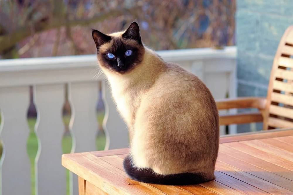 แมววิเชียรมาศ แมวไทยตามตำรับโบราณที่มีชื่อเสียงระดับโลก