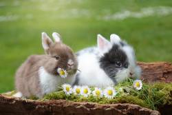 เฉลย! กระต่าย 6 สายพันธุ์ เป็น สายพันธุ์กระต่าย ที่คนทั่วโลกนิยมเลี้ยงดู