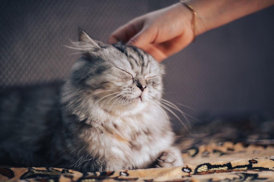เจาะลึก! แมวเปอร์เซีย สัตว์เลี้ยงสุดน่ารัก ถูกแต่งตั้งให้เป็น “ราชินีแมว” |  Minebeauty