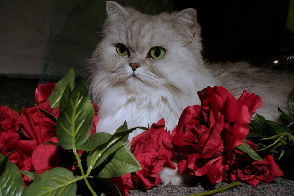 เจาะลึก! แมวเปอร์เซีย สัตว์เลี้ยงสุดน่ารัก ถูกแต่งตั้งให้เป็น “ราชินีแมว”