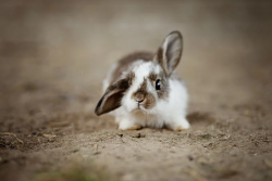 5 วิธีเลี้ยง กระต่าย แบบง่าย ๆ ประหยัดได้ด้วย