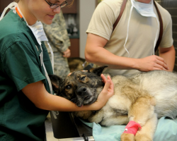 โรคลำไส้อักเสบ โรคร้ายที่เกิดขึ้นได้กับสุนัขทุกตัว อันตรายหนักถึงชีวิต